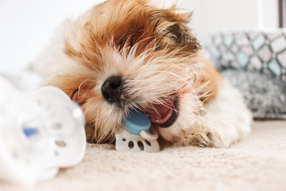 Why Is My Small Puppy Biting Me During Play and Petting?