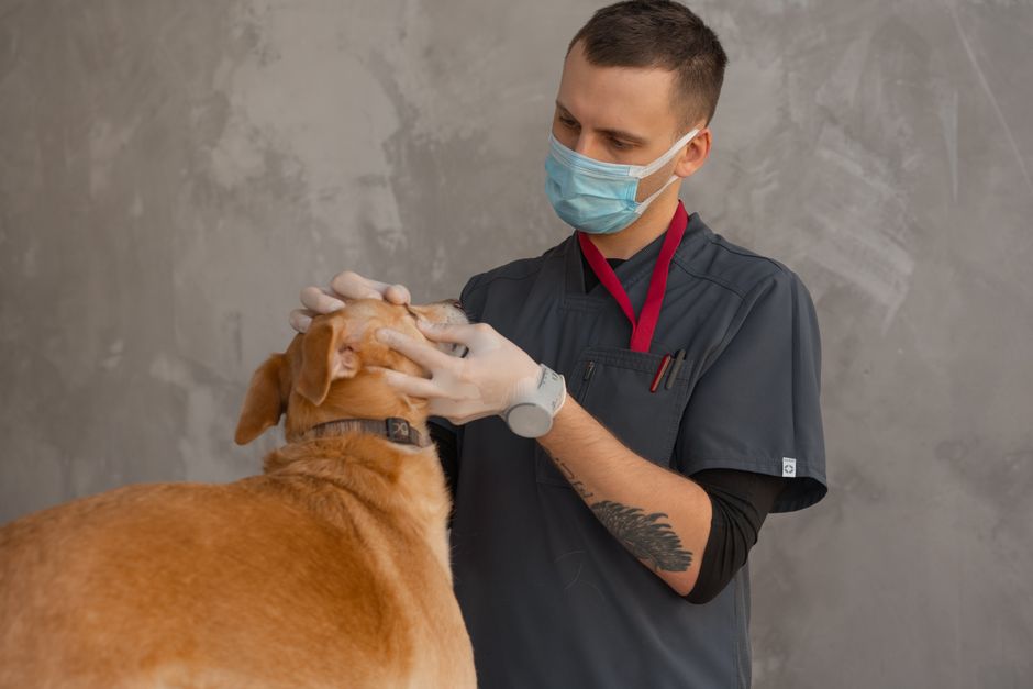 How Can I Find a Free Vet Clinic Near Me That Is Legitimate?
