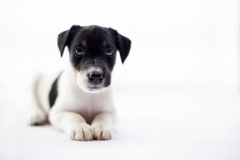 Can My 17-Week-Old Puppy Go to Obedience Class After the Second Vaccine Round?
